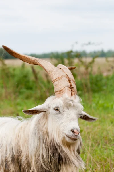 Büyük boynuzlu keçi — Stok fotoğraf