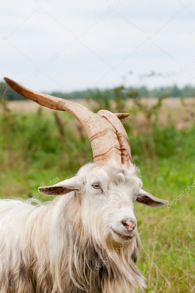 Goat with big horns