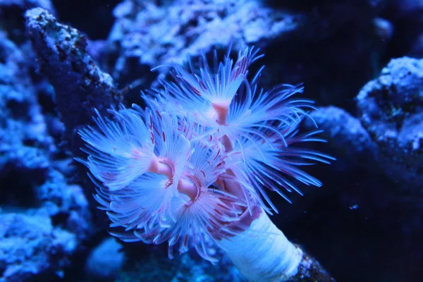 Korall invertebrado Stock Kép