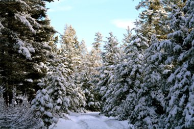 PINOS NEVADOS