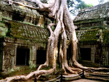 TEMPLO DE LAS RAICES