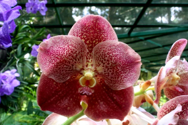 Orquidea 카펫 — 스톡 사진