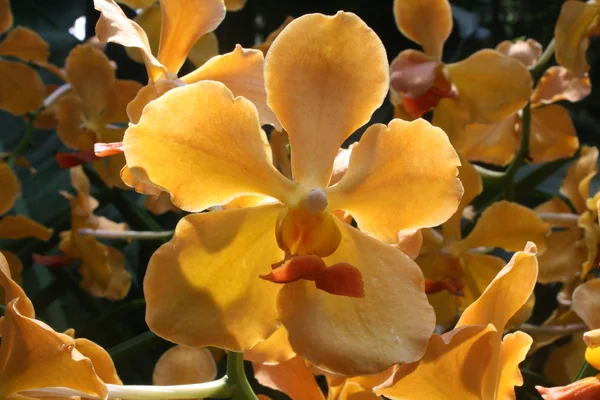 Orquidea amarilla Stockbild