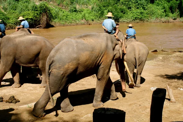 Elefantes tr el rio Stok Fotoğraf