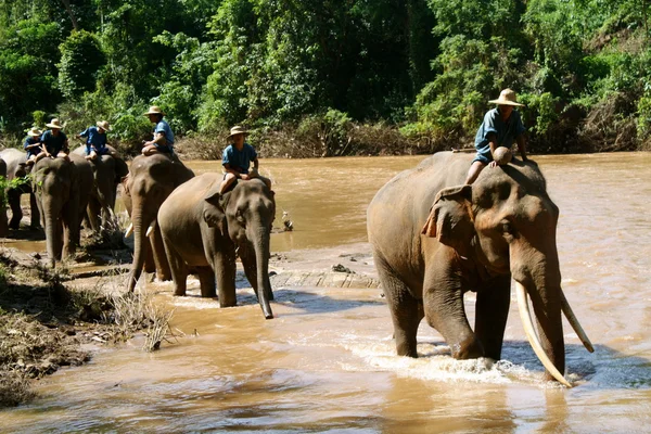 Elefantes tr el rio Stok Fotoğraf