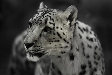 Snow leopard clipart