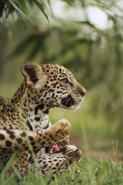 stock image Jaguar cubs in grass