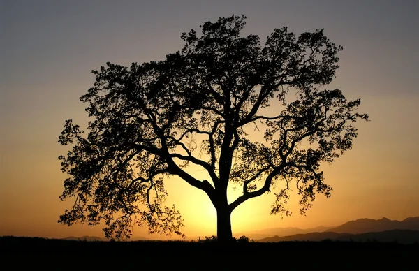 Калифорнийский дуб — стоковое фото