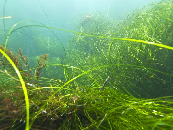 stock image California Seagrass