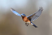 modrého ptáka v letu