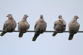 Doves On A Wire