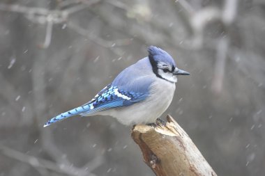 Mavi Jay (corvid siyanocitta)