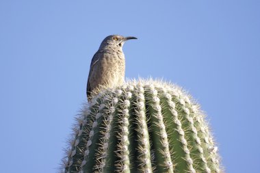 Curve-billed Thrasher On Cactus clipart