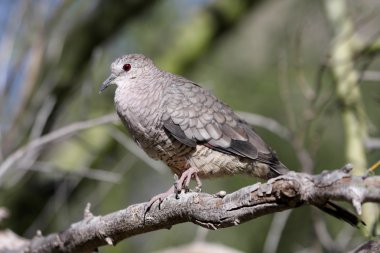 Inca Dove (Columbina inca) clipart