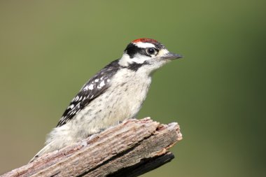 Erkek Downy ağaçkakan (picoides pubescens)