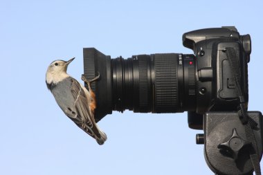 Bird On A Camera clipart