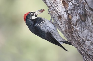 Acorn Woodpecker (Melanerpes formicivorus) clipart