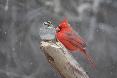 Two Bird In Snow Storm clipart