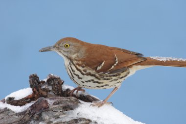 Brown Thrasher In Winter clipart