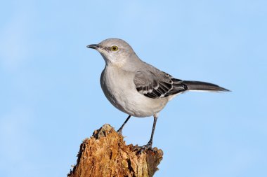 Mockingbird On A Stump clipart