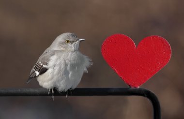 Mockingbird With A Heart clipart