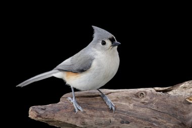 Titmouse On A Stump clipart