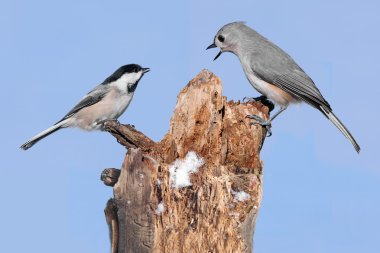 Two Birds On A Stump clipart