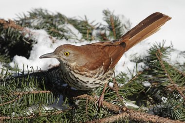 Brown Thrasher In Winter clipart