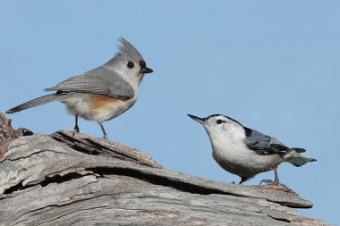 Two Birds On A Stump clipart