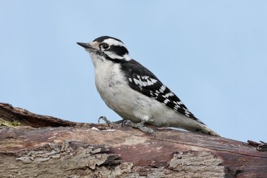 Erkek Downy ağaçkakan (picoides pubescens)