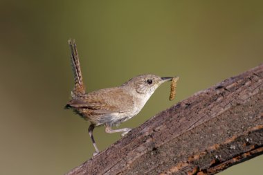 House Wren with a Worm clipart