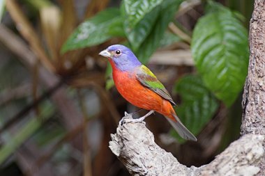 Boyalı kiraz kuşu (Passerina ciris)