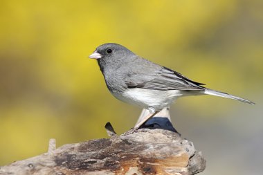 Junco bahar kütük üstünde