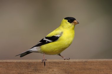 American Goldfinch (Carduelis tristis) clipart