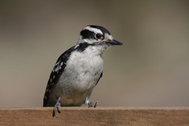 Tüylü ağaçkakan (Picoides pubescens)