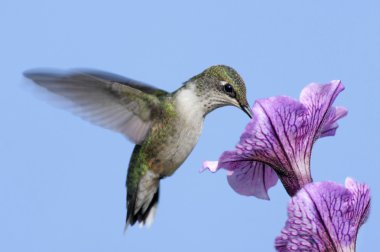 Juvenile Ruby-throated Hummingbird (archilochus colubris) clipart