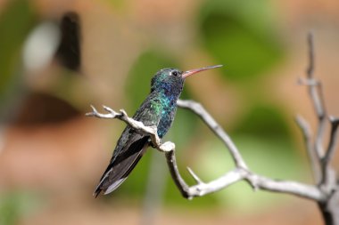 Broad-billed Hummingbird (Cynanthus latirostris) clipart