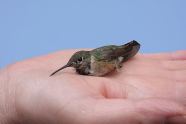 A Bird In The Hand clipart