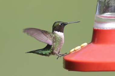 Ruby-throated Hummingbird At A Feeder clipart