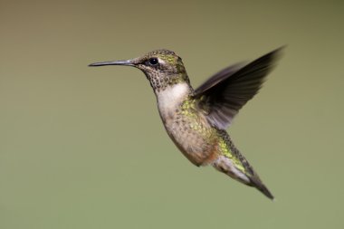 Juvenile Ruby-throated Hummingbird (archilochus colubris) clipart