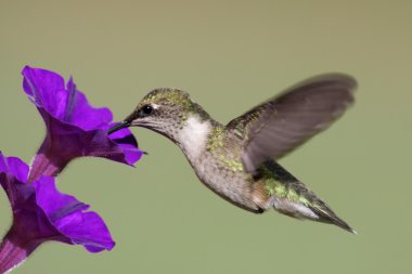 Juvenile Ruby-throated Hummingbird clipart