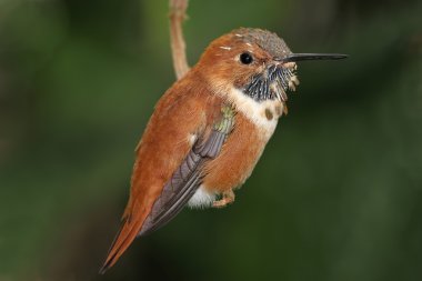 Rufous Hummingbird (Selasphorus rufus) clipart