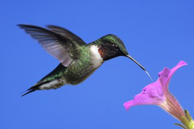 Erkek yakut - boğazlı sinek kuşu (archilochus colubris)