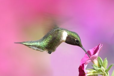 Male Ruby-throated Hummingbird (archilochus colubris) clipart