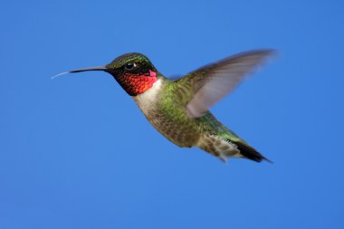 Ruby-throated Hummingbird (archilochus colubris) clipart