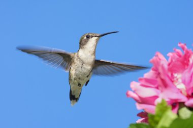 Ruby-throated Hummingbird clipart