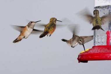 Swarm Of Hummingbirds At A Feeder clipart