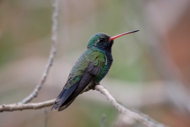 Geniş gagalı Hummingbird (cynanthus latirostris)