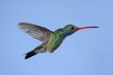 Geniş gagalı Hummingbird (cynanthus latirostris)
