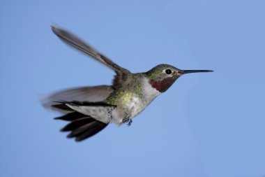 Broad-tailed Hummingbird (Selasphorus platycercus) clipart